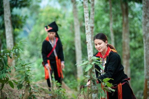 Nâng cao vị thế phụ nữ từ các dự án nông - lâm nghiệp