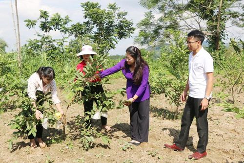 Thành phố Lào Cai: Khảo sát địa điểm thực hiện hỗ trợ giống ổi đợt 2 cho hội viên nông dân.