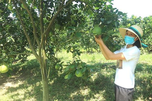 Nông dân Hạ Hòa thi đua sản xuất kinh doanh giỏi