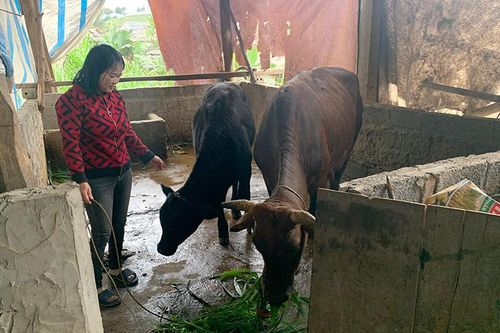 Hiệu quả tín dụng chính sách cho đồng bào dân tộc thiểu số