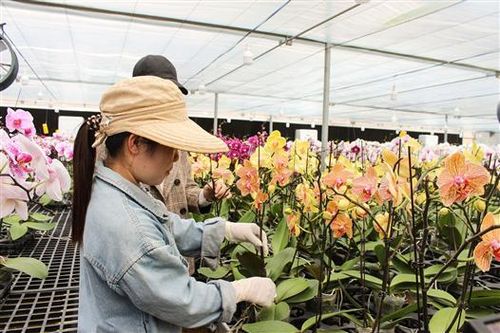 Thúc đẩy chuyển đổi số trong nông nghiệp. Bài 2: Cơ hội để bứt phá