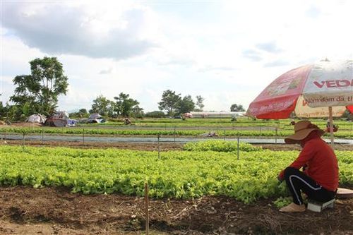 Tiếp tục đổi mới, nâng cao hiệu quả kinh tế tập thể