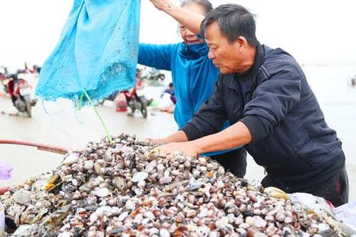 Ngư dân Hà Tĩnh ra biển vớt 'lộc trời' sau bão