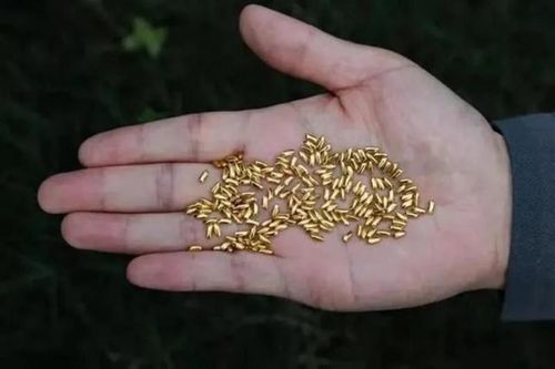 'Ăn gạch' vì ném 1.000 hạt gạo làm từ vàng vào thùng rác