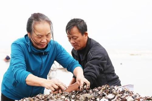 Sò đặc sản dạt bờ dày đặc cả chục km, người dân kéo nhau đi bắt thu tiền triệu mỗi ngày
