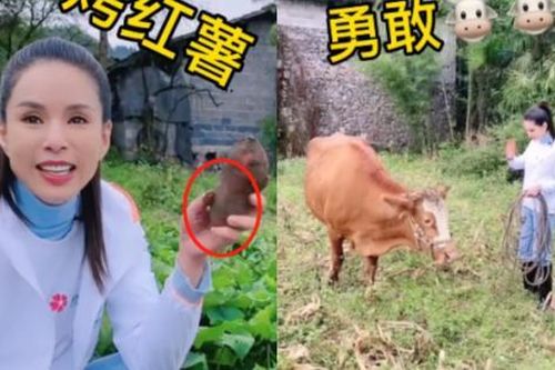 'Tiểu Long Nữ' Lý Nhược Đồng gây sốt với video chăn bò, lùa vịt