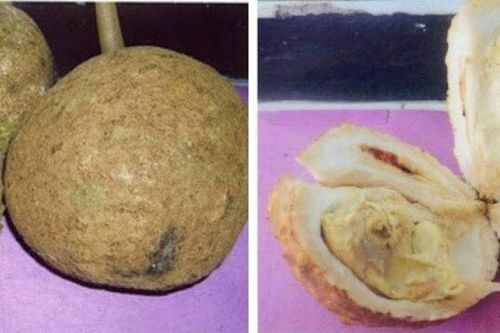 Sầu riêng không gai - triệu quả mới có một