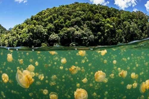Trải nghiệm cực độc dành cho dân mạo hiểm: Bơi giữa hồ Sứa tồn tại từ kỷ băng hà