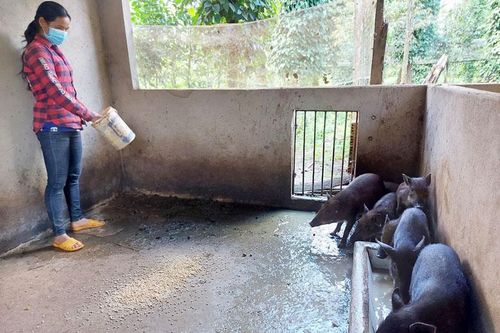 Cát Tiên: Thu nhập khá từ chăn nuôi heo địa phương