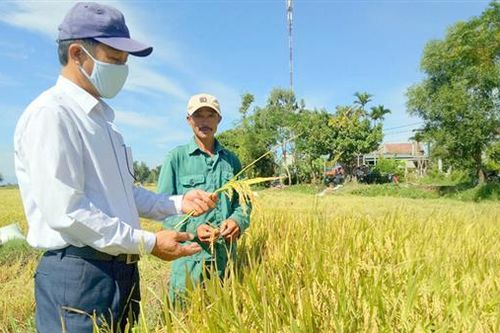 Thu lãi lớn từ thuê ruộng trồng lúa