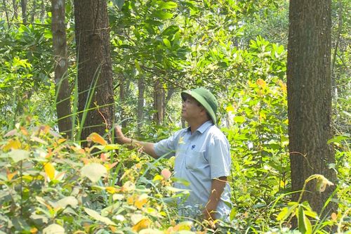 Tham vấn nội dung đề án Thí điểm xây dựng vùng nguyên liệu nông, lâm sản đạt chuẩn phục vụ tiêu thụ trong nước và xuất khẩu giai đoạn 2021 – 2025