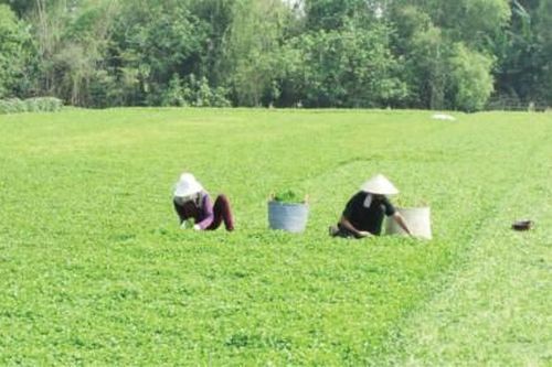 Kinh tế Nông nghiệp - Nông thôn Tiếp tục đầu tư nâng cao chất lượng