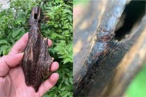 Săn trầm và những chuyện kỳ bí