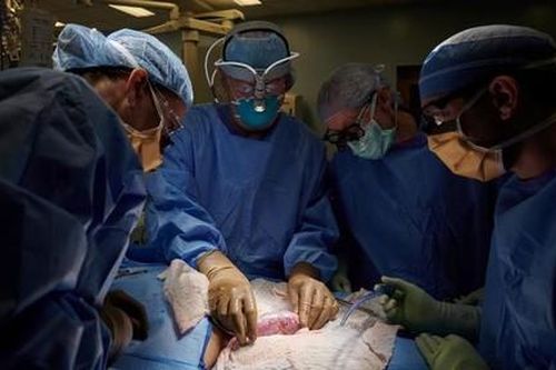 Ghép thành công thận lợn vào người, mở ra hy vọng cho nhiều bệnh nhân