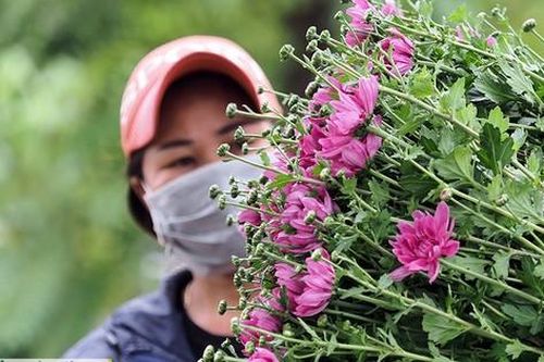Làng hoa Tây Tựu phấn khởi sau thời gian dài nghỉ dịch COVID-19