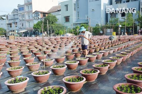 Nông dân vào vụ hoa Tết