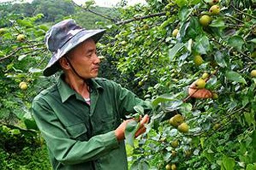 Anh Buốn làm giàu từ mô hình trồng cây ăn quảTin khácNhững người 'giỏi việc nước, đảm việc nhà'Thành phố Lạng Sơn: Vững bước trên đường phát triển