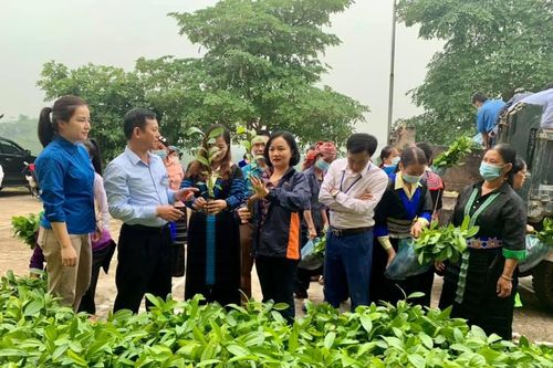 Hỗ trợ người dân xã Nậm Mả 100.000 cây quế giống