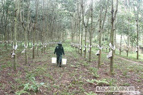 An toàn trong thời gian cao điểm khai thác mủ cao su