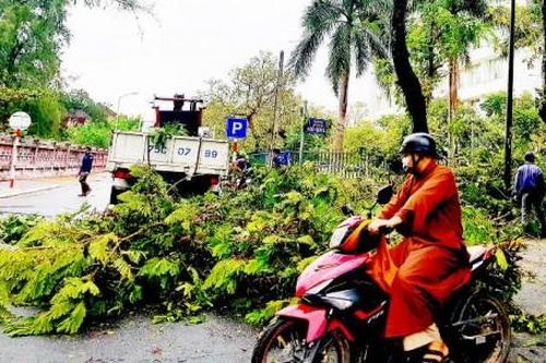 Đời sống Lo cây xanh gãy đổ gây tai nạn mùa mưa bão