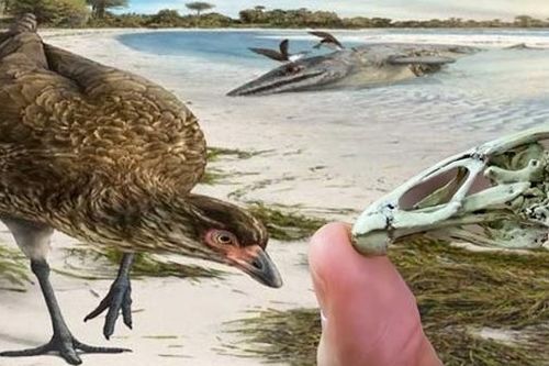 Sứ giả lông vũ của thời gian