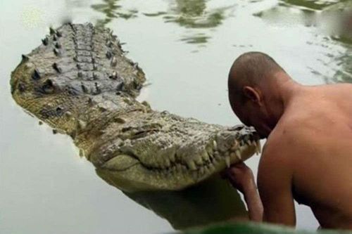 Kỳ lạ con cá sấu 'ăn chay' sống hơn 70 năm trong ngôi đền thiêng ở Ấn Độ