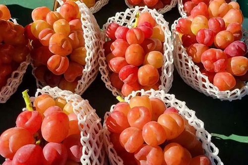 Nho Nhật Bản siêu đắt đỏ: Ăn đủ combo mất 20 triệu đồng