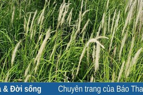Những bông hoa lau trước gió