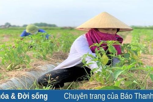 Đa dạng hóa cây trồng trong vụ đông