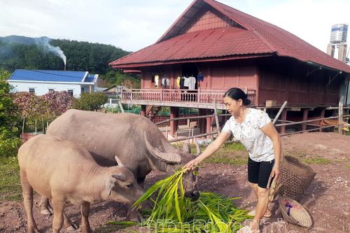 Mường Nhé đào tạo nghề gắn với thực tế sản xuất