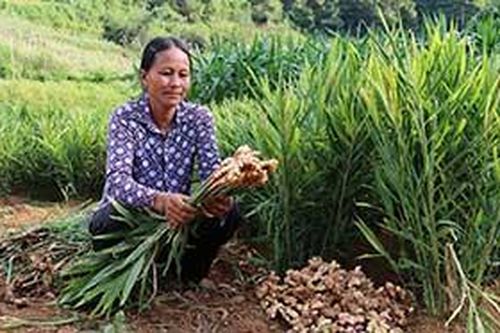 Cao Lộc: Phát triển nông nghiệp theo hướng hàng hoáTin khácNỗ lực thực hiện Nghị quyết số 116Những người 'giỏi việc nước, đảm việc nhà'