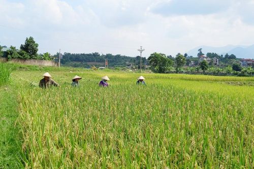 Khẩn trương thu hoạch vụ mùa, giải phóng đất làm vụ đông