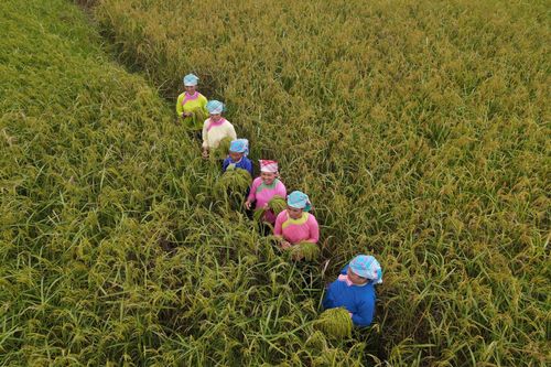Độc đáo nghi lễ Then cốm của người Giáy xã Quang Kim