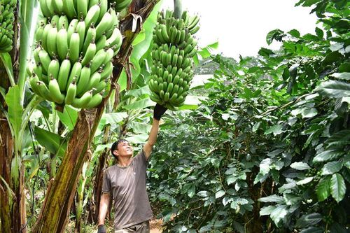 Chuối Laba đơm hoa kết trái trên đất Xuân Trường
