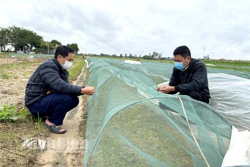 Chăm sóc, khôi phục diện tích cây vụ đông bị ảnh hưởng bởi mưa úng