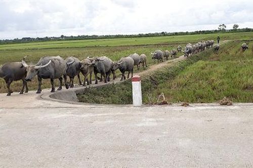 Triệu Phong chú trọng phòng, chống dịch và thúc đẩy phát triển kinh tế