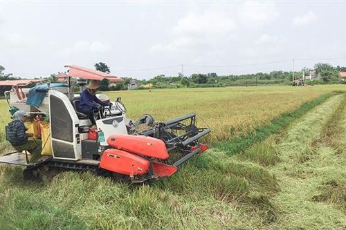 Phải đảm bảo đúng quy định pháp lý khi công bố số liệu về sản xuất lúa