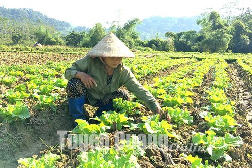 Na Hang vào vụ đông