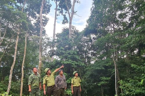 Lực lượng nòng cốt trong quản lý, bảo vệ rừng