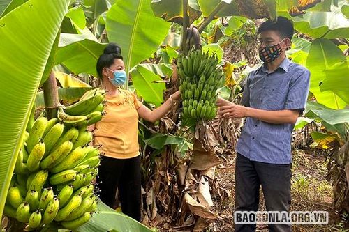 Thành phố Sơn La đột phá thực hiện Nghị quyết về 'tam nông'