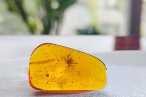 Hổ phách chứa xác cua tí hon 100 triệu năm tuổi