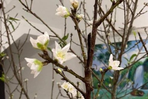 Tết chưa đến nhưng người Hà Nội vẫn bỏ tiền triệu chơi đào trái mùa nở hoa sớm