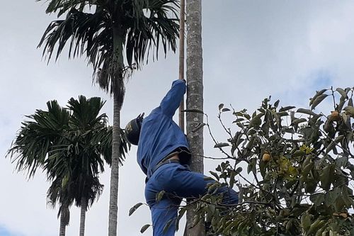 Bị điện giật, một người hái cau nhập viện trong tình trạng nguy kịch