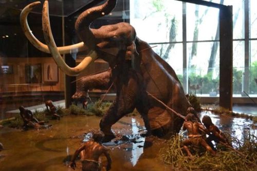 Mexico xây dựng bảo tàng voi ma mút trong sân bay quốc tế mới