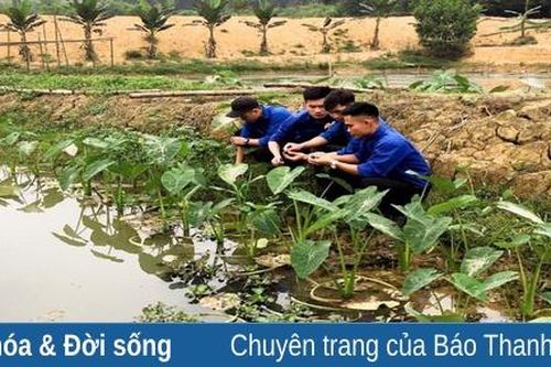 Mô hình nuôi ốc nhồi trên vùng cao Xuân Thái