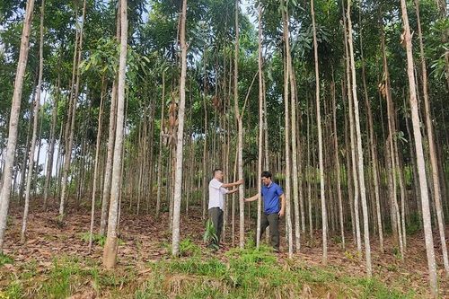 Bài cuối: Để phát triển bền vững vùng quế