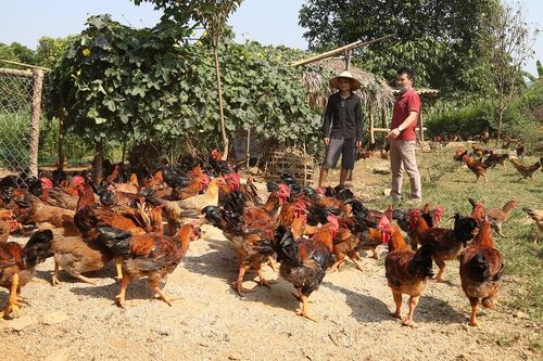 Tín dụng chính sách - thêm nguồn lực giảm nghèo bền vững