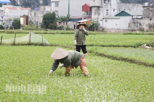 Rau cần Lạc Vân