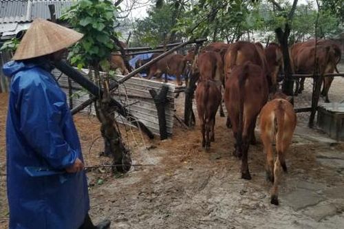 Kinh tế Nông nghiệp - Nông thôn Bảo vệ gia súc, gia cầm mùa mưa lũ