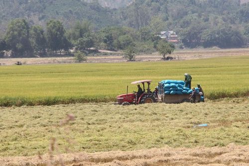 Linh hoạt sản xuất vụ Đông Xuân để tránh thiên tai